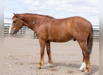 Tinker Mix, Ruin, 4 Jaar, Roan-Red
