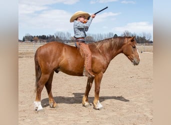 Tinker Mix, Ruin, 4 Jaar, Roan-Red