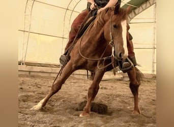 Tinker Mix, Ruin, 4 Jaar, Roan-Red