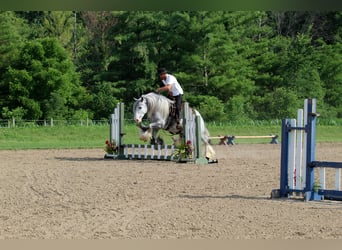 Tinker, Ruin, 4 Jaar, Schimmel