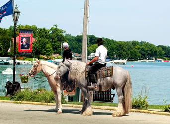 Tinker, Ruin, 4 Jaar, Schimmel