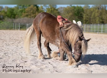 Tinker Mix, Ruin, 4 Jaar