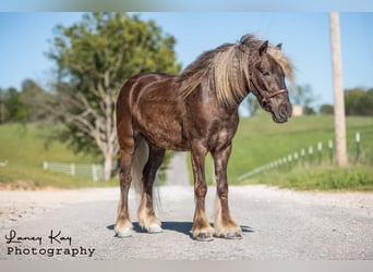 Tinker Mix, Ruin, 4 Jaar