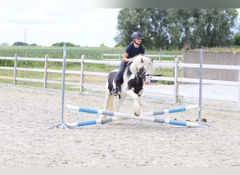 Tinker, Ruin, 5 Jaar, 120 cm, Gevlekt-paard