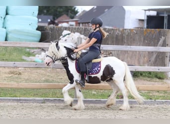 Tinker, Ruin, 5 Jaar, 120 cm, Gevlekt-paard