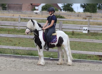 Tinker, Ruin, 5 Jaar, 120 cm, Gevlekt-paard