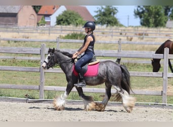 Tinker, Ruin, 5 Jaar, 120 cm, Roan-Blue
