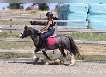 Tinker, Ruin, 5 Jaar, 120 cm, Roan-Blue