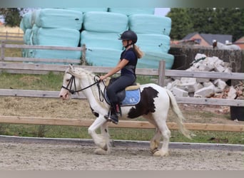 Tinker, Ruin, 5 Jaar, 122 cm, Gevlekt-paard