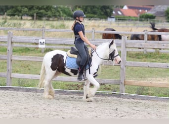 Tinker, Ruin, 5 Jaar, 122 cm, Gevlekt-paard