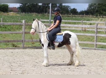 Tinker, Ruin, 5 Jaar, 122 cm, Gevlekt-paard