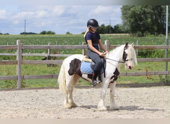 Tinker, Ruin, 5 Jaar, 122 cm, Gevlekt-paard