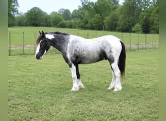 Tinker Mix, Ruin, 5 Jaar, 122 cm, Gevlekt-paard