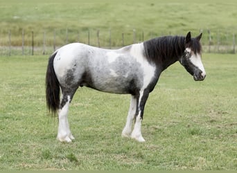Tinker Mix, Ruin, 5 Jaar, 122 cm, Gevlekt-paard