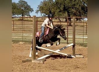 Tinker Mix, Ruin, 5 Jaar, 122 cm, Gevlekt-paard