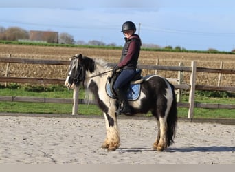 Tinker, Ruin, 5 Jaar, 124 cm, Gevlekt-paard