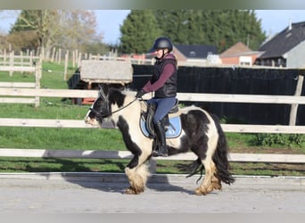 Tinker, Ruin, 5 Jaar, 124 cm, Gevlekt-paard