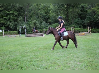 Tinker, Ruin, 5 Jaar, 124 cm, Roodbruin