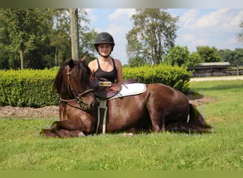 Tinker, Ruin, 5 Jaar, 124 cm, Roodbruin