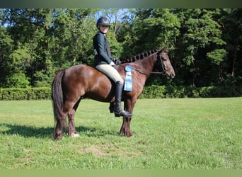 Tinker, Ruin, 5 Jaar, 124 cm, Roodbruin