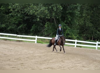 Tinker, Ruin, 5 Jaar, 124 cm, Roodbruin