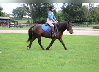 Tinker, Ruin, 5 Jaar, 124 cm, Roodbruin