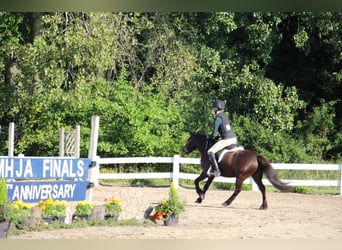 Tinker, Ruin, 5 Jaar, 124 cm, Roodbruin