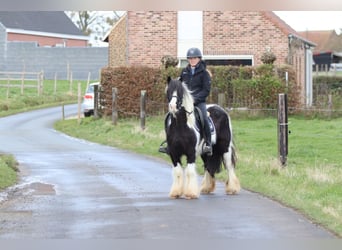 Tinker, Ruin, 5 Jaar, 125 cm, Gevlekt-paard