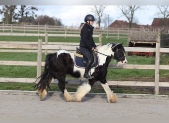 Tinker, Ruin, 5 Jaar, 125 cm, Gevlekt-paard