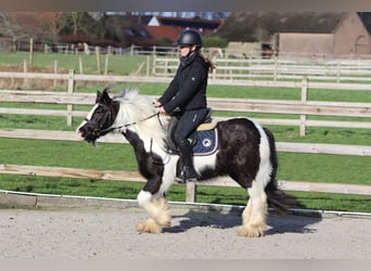 Tinker, Ruin, 5 Jaar, 125 cm, Gevlekt-paard