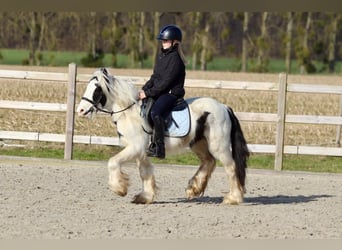 Tinker, Ruin, 5 Jaar, 126 cm, Gevlekt-paard