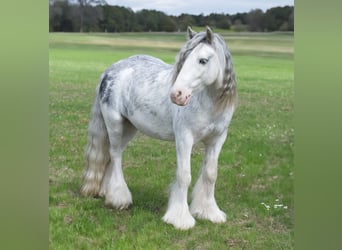 Tinker, Ruin, 5 Jaar, 127 cm, Sabino