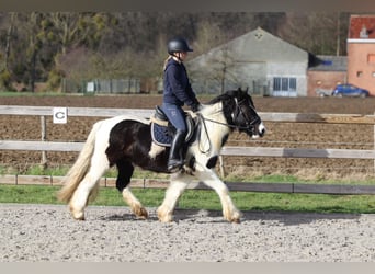 Tinker, Ruin, 5 Jaar, 135 cm, Gevlekt-paard