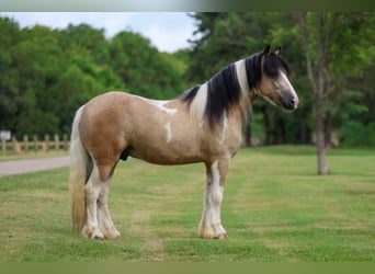 Tinker, Ruin, 5 Jaar, 135 cm, Tobiano-alle-kleuren