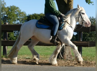 Tinker, Ruin, 5 Jaar, 138 cm, Schimmel