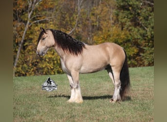 Tinker, Ruin, 5 Jaar, 142 cm, Buckskin