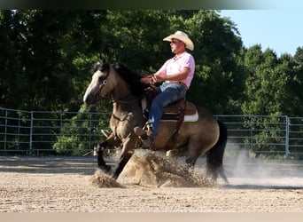 Tinker Mix, Ruin, 5 Jaar, 142 cm, Buckskin