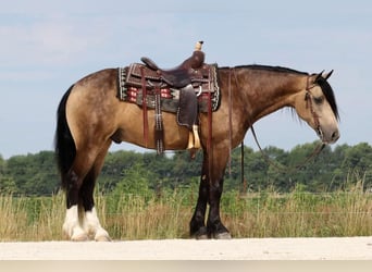 Tinker Mix, Ruin, 5 Jaar, 142 cm, Buckskin