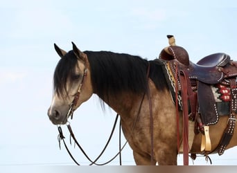 Tinker Mix, Ruin, 5 Jaar, 142 cm, Buckskin