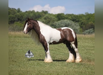 Tinker, Ruin, 5 Jaar, 142 cm, Champagne