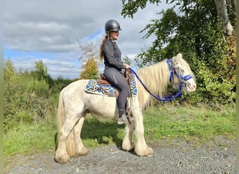 Tinker, Ruin, 5 Jaar, 143 cm, Gevlekt-paard