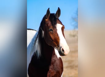 Tinker Mix, Ruin, 5 Jaar, 145 cm, Gevlekt-paard