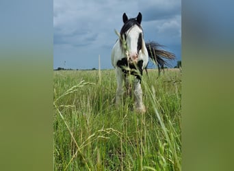 Tinker, Ruin, 5 Jaar, 145 cm, Gevlekt-paard