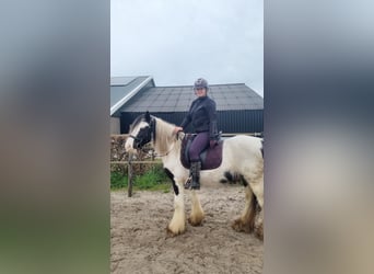 Tinker, Ruin, 5 Jaar, 145 cm, Gevlekt-paard