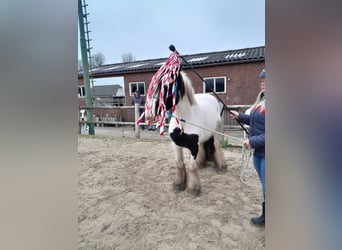 Tinker, Ruin, 5 Jaar, 145 cm, Gevlekt-paard