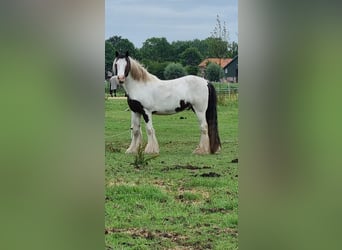 Tinker, Ruin, 5 Jaar, 145 cm, Gevlekt-paard