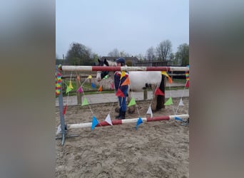 Tinker, Ruin, 5 Jaar, 145 cm, Gevlekt-paard