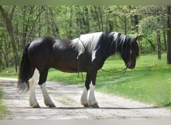 Tinker, Ruin, 5 Jaar, 145 cm, Tobiano-alle-kleuren