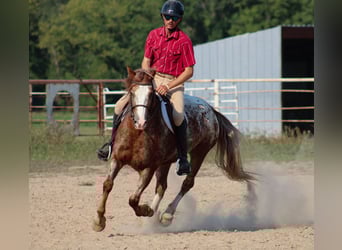 Tinker Mix, Ruin, 5 Jaar, 145 cm