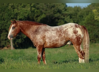 Tinker Mix, Ruin, 5 Jaar, 145 cm